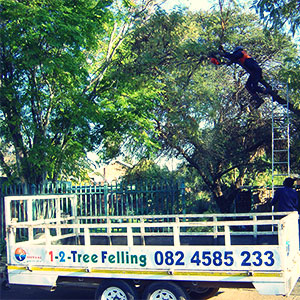 pretoria east tree felling
