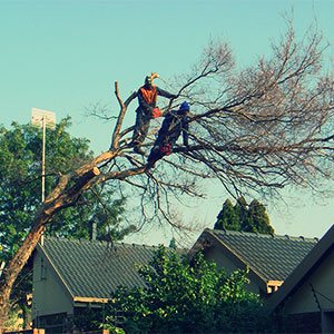 pretoria east tree felling