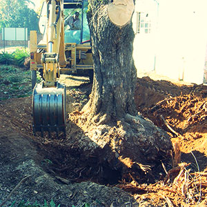 pretoria east tree felling