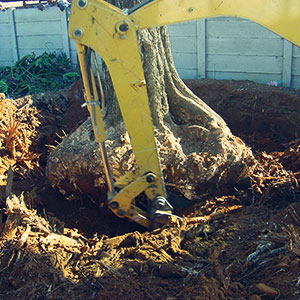 pretoria east tree felling