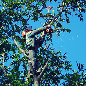pretoria east tree felling