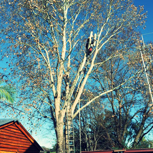 pretoria east tree felling