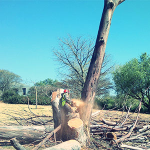 pretoria east tree felling
