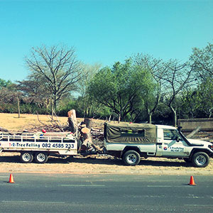 pretoria east tree felling