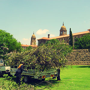pretoria east tree felling