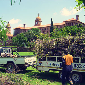 pretoria east tree felling